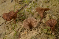 Arrhenia auriscalpium