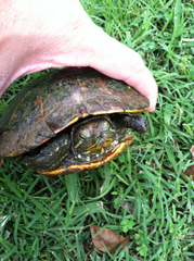 Trachemys scripta elegans