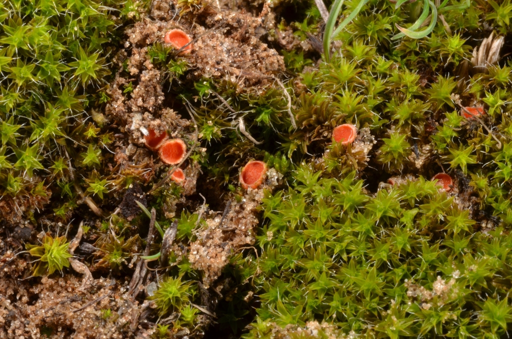 Lamprospora retispora