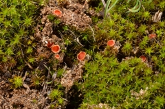 Lamprospora retispora