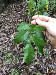 Planera aquatica