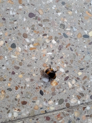Bombus