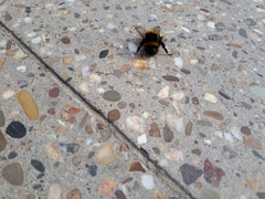 Bombus