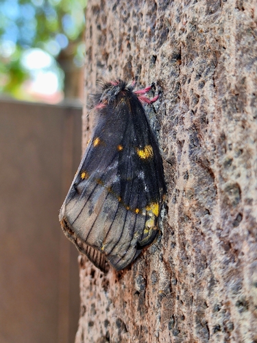 Paradirphia fumosa