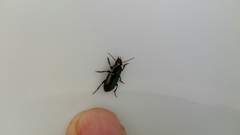 Harpalus distinguendus