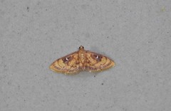 Dichocrocis plenistigmalis
