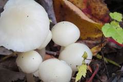 Cuphophyllus borealis