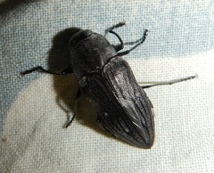 Merimna atrata
