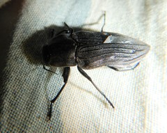 Merimna atrata
