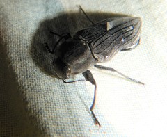 Merimna atrata