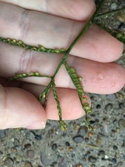 Paspalum laeve