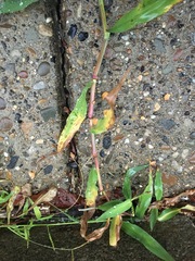 Paspalum laeve