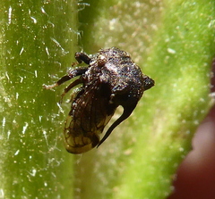 Centrotini