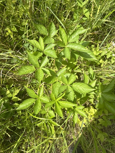 Lake Superior Blackberry (Rubus superioris)