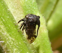 Centrotini
