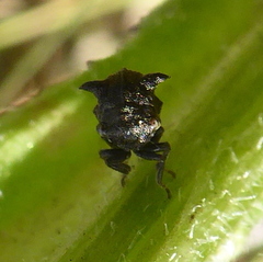 Centrotini