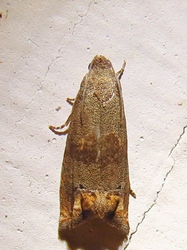 Ragweed Borer photo 5