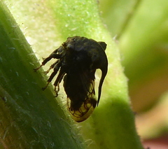 Centrotini