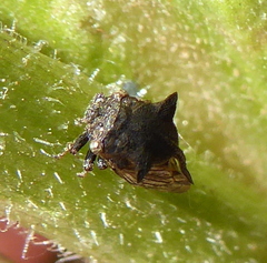 Centrotini