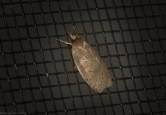 Eulechria convictella