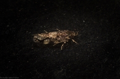 Oncomerista ochrophaea