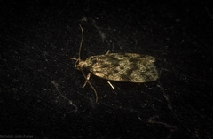 Barea phaulobrya
