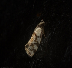 Coesyra hemiphragma