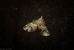 Arescoptera idiotypa