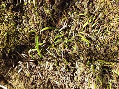 Notogrammitis billardierei