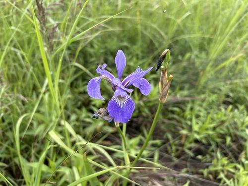 northern blue flag