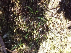 Notogrammitis billardierei