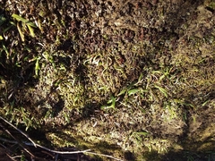 Notogrammitis billardierei