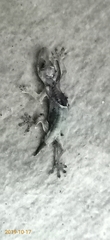 Hemidactylus platyurus
