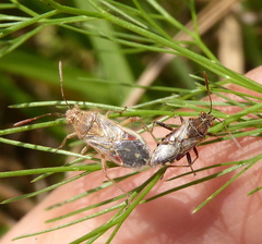Liorhyssus