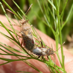 Liorhyssus