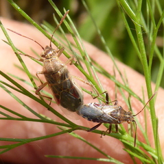 Liorhyssus