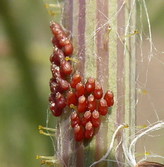 Liorhyssus