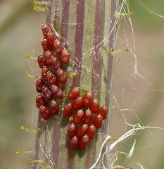 Liorhyssus