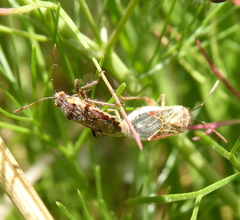 Liorhyssus