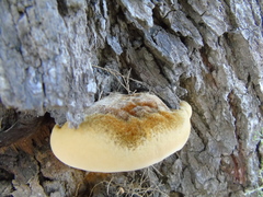 Inocutis tamaricis