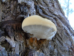 Inocutis tamaricis