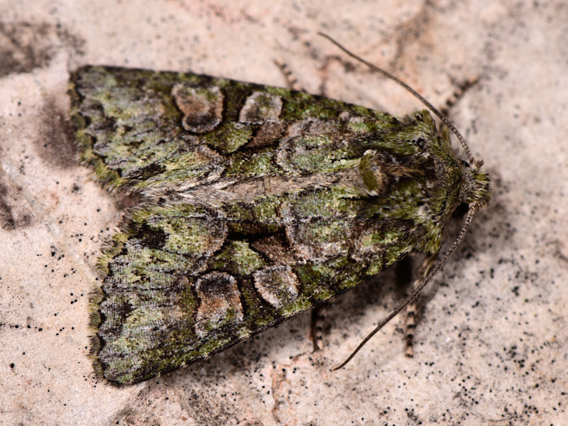 Dryobotodes carbonis