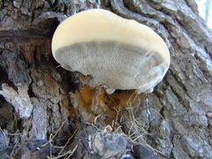 Inocutis tamaricis