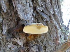 Inocutis tamaricis