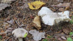 Tricholoma virgatum