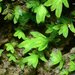 Lesser Pocket-Moss - Photo (c) Don Loarie, some rights reserved (CC BY), uploaded by Don Loarie