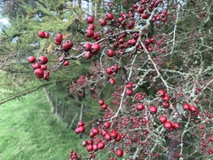 Crataegus