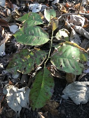 Oxydendrum