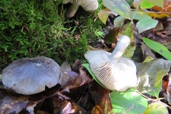 Tricholoma atrodiscus