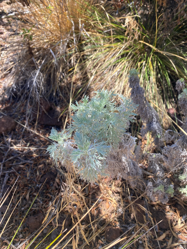 Artemisia mauiensis, 2025-07-25